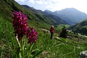 88 Bellissima orchidea con vista Piane di Lizzola